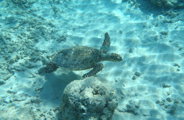 Couvoir tortues - Activités Gili